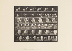 Plaka 713. Köpek; Etrafında Dönmek, vb; pasör Kate by Eadweard Muybridge