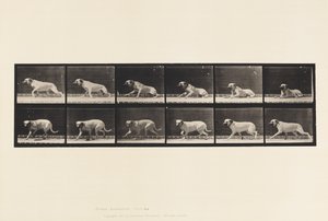 Plaka 714. Köpek; Bir Torpido tarafından uyandırıldı; Mastiff-Smith by Eadweard Muybridge