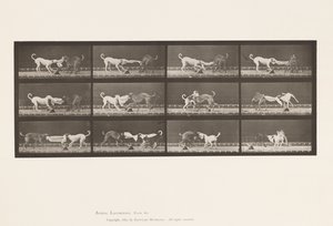 Plaka 715. Köpekler; Üç, Bir Havluyu Çekmek, Ike, Maggie, vb. by Eadweard Muybridge