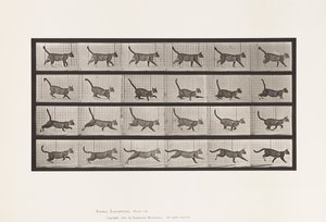 Plaka 716. Kedi; Yürüyüş, Dörtnala Değiştir by Eadweard Muybridge