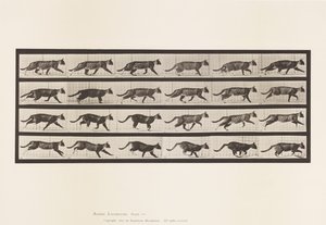 Plaka 718. Kedi; paça; Dörtnala Değiştir by Eadweard Muybridge