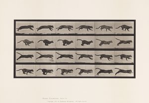 Plaka 720. Kedi; dörtnala by Eadweard Muybridge