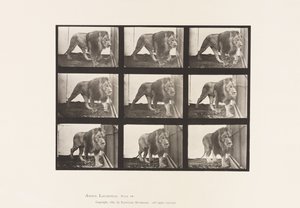 Plaka 721. Aslan; Yürüme by Eadweard Muybridge