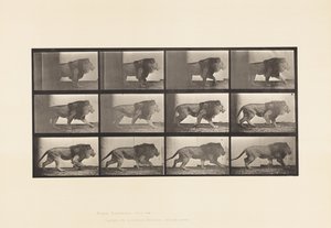 Plaka 722. Aslan; Yürüme by Eadweard Muybridge