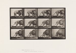 Plaka 723. Aslan; Yürümek, Dönmek by Eadweard Muybridge