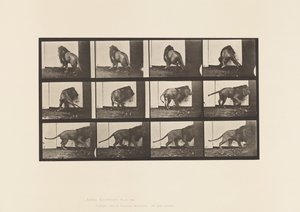 Plaka 725. Aslan; Yürümek, Dönmek by Eadweard Muybridge