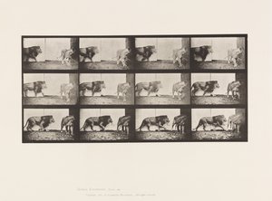Plaka 726. Aslan ve Dişi Aslan; Yürüme by Eadweard Muybridge
