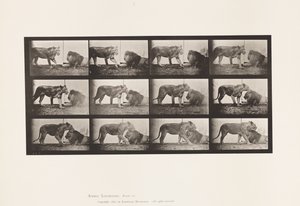 Plaka 727. Dişi aslan; Yürüme; Aslan; Uzanmak by Eadweard Muybridge