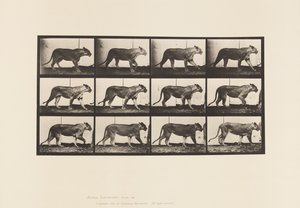 Plaka 728. Dişi aslan; Yürüme; Aslan; Uzanmak by Eadweard Muybridge