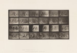 Plaka 731. Jakar; A, Yürüyüş; B, Dönmek by Eadweard Muybridge