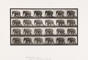 Plaka 733. Fil; Yürüme by Eadweard Muybridge