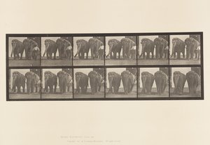 Levha 734. Filler; iki, yürüyüş by Eadweard Muybridge
