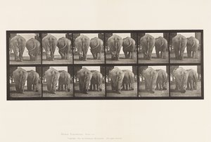 Levha 735. Filler; iki, yürüyüş by Eadweard Muybridge