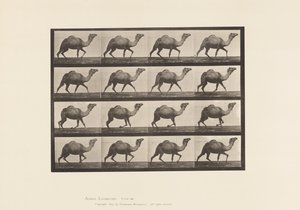 Plaka 736. Mısır Devesi; raf by Eadweard Muybridge