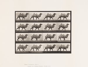 Plaka 737. Baktriya Devesi; Yürüme by Eadweard Muybridge
