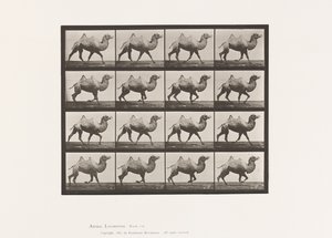 Levha 738. Baktriya Devesi; raf by Eadweard Muybridge