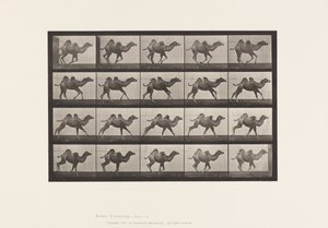 Plaka 740. Baktriya Devesi; (Genç), Dörtnala by Eadweard Muybridge