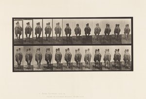 Levha 741. Baktriya Devesi; A, Yürüyüş; B, Raf by Eadweard Muybridge