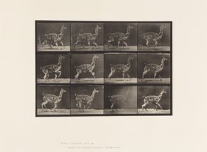 Plaka 743. Guanaco; dörtnala by Eadweard Muybridge