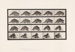 Plaka 745. Rakun; Yürüme; ve Etrafında Dönmek by Eadweard Muybridge