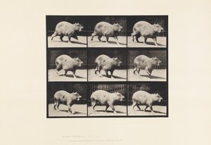 Plaka 746. Kapibara; Yürüme by Eadweard Muybridge
