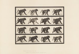 Plaka 747. Babun; All-Fours üzerinde yürümek by Eadweard Muybridge
