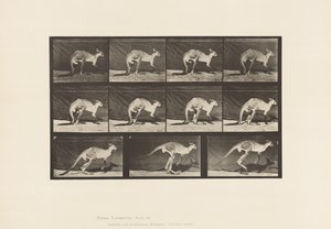 Plaka 751. Kanguru; All-Fours üzerinde yürümek; Zıplamaya Değiştir by Eadweard Muybridge