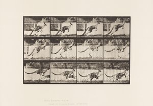 Plaka 752. Kanguru; Atlama by Eadweard Muybridge