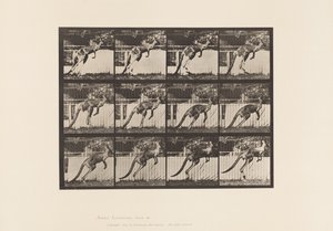 Plaka 753. Kanguru; Atlama by Eadweard Muybridge