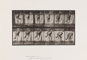 Plaka 754. Kanguru; Atlama by Eadweard Muybridge