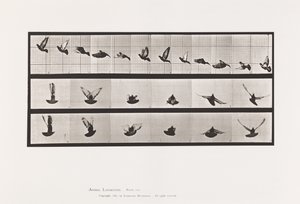 Plaka 755. Güvercin; Uçan by Eadweard Muybridge