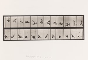 Plaka 756. Güvercin; Uçan by Eadweard Muybridge