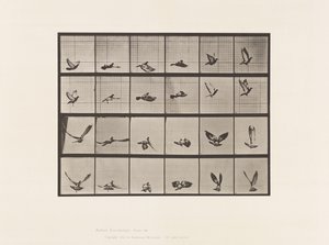 Plaka 757. Güvercin; Uçan by Eadweard Muybridge