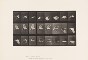 Plaka 758. Kakadu; Uçan by Eadweard Muybridge