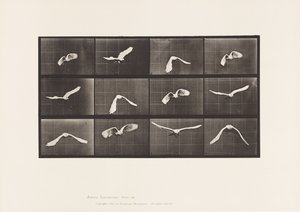 Plaka 762. Kakadu; Uçan by Eadweard Muybridge