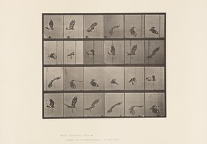 Plaka 763. Kızıl Kuyruklu Şahin; Uçan by Eadweard Muybridge