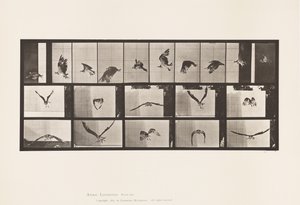 Plaka 764. Balık Şahin; Uçan by Eadweard Muybridge