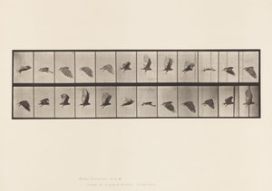 Plaka 766. Akbaba; Uçan by Eadweard Muybridge