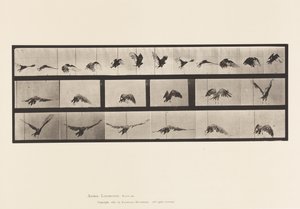 Plaka 768. Akbaba; Uçan by Eadweard Muybridge
