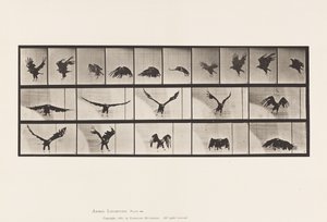 Plaka 769. Amerikan Kartalı; Uçan by Eadweard Muybridge