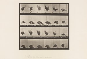 Plaka 770. Amerikan Kartalı; Yere Yakın Uçmak by Eadweard Muybridge