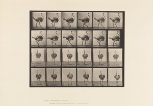 Plaka 772. Devekuşu; Yürüme by Eadweard Muybridge
