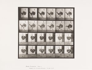 Plaka 773. Devekuşu; Koşma by Eadweard Muybridge