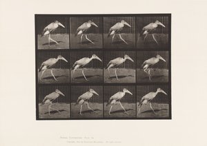 Plaka 774. Adjutan; Yürüme by Eadweard Muybridge