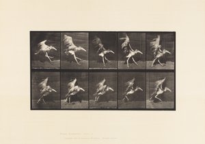 Plaka 775. Adjutan; Uçan Koşu by Eadweard Muybridge