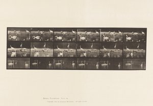 Plaka 776. Leylekler; Kuğular, vb, A, B, C by Eadweard Muybridge