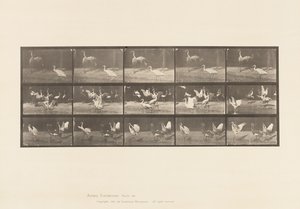Plaka 778. Leylekler; vb, A, B, C by Eadweard Muybridge