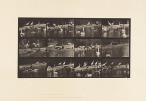 Plaka 779. Leylekler; Kuğular vb. by Eadweard Muybridge
