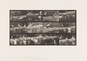 Plaka 780. Leylekler; Kuğular vb. by Eadweard Muybridge