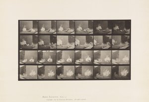 Plaka 781. Tavuklar; Torpido tarafından korkmuş by Eadweard Muybridge
